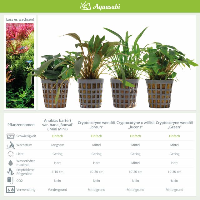 Aquarienpflanzen Set - 250 Liter - Gr&uuml;n - einfach - Nr. 03