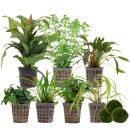 Aquarienpflanzen Set - 250 Liter - Grün - einfach -...