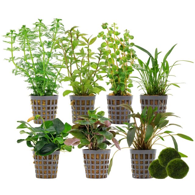 Aquarium Plant Set - 250 Liters - Green - Easy - No. 04