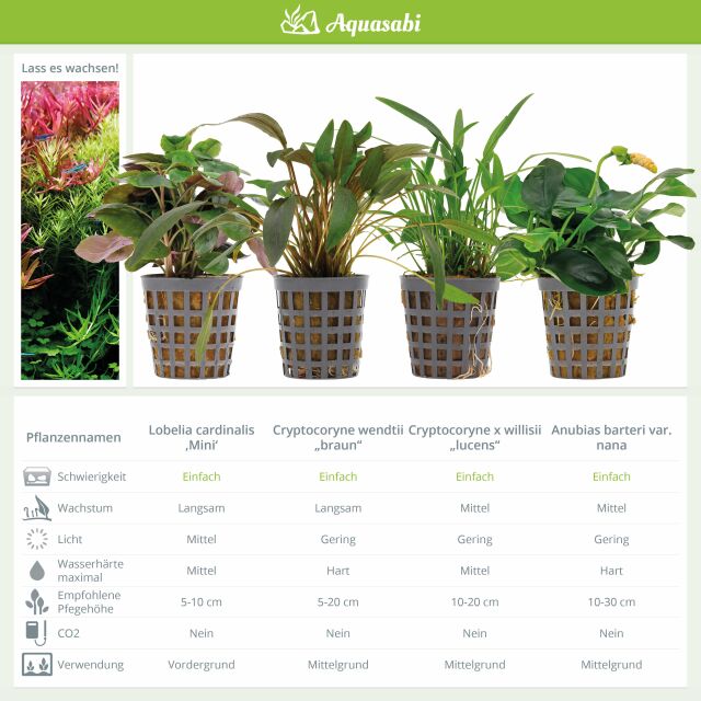 Aquarium Plant Set - 250 Liters - Green - Easy - No. 04