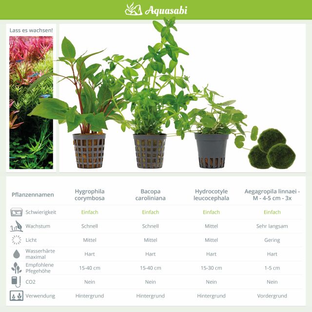 Aquarienpflanzen Set - 250 Liter - Gr&uuml;n - einfach - Nr. 05
