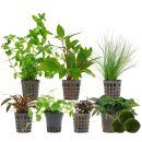 Aquarienpflanzen Set - 250 Liter - Grün - einfach -...