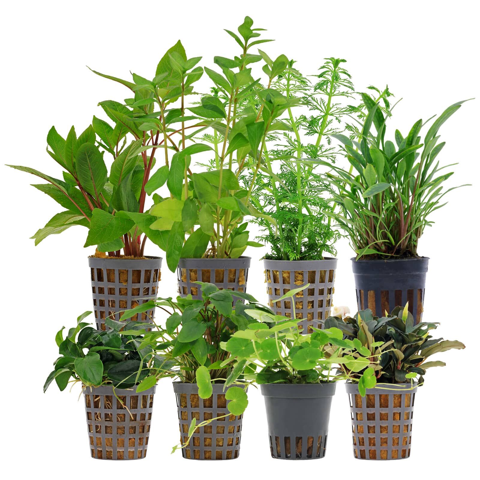 Aquarienpflanzen Set - 250 Liter - Gr&uuml;n - einfach - Nr. 06