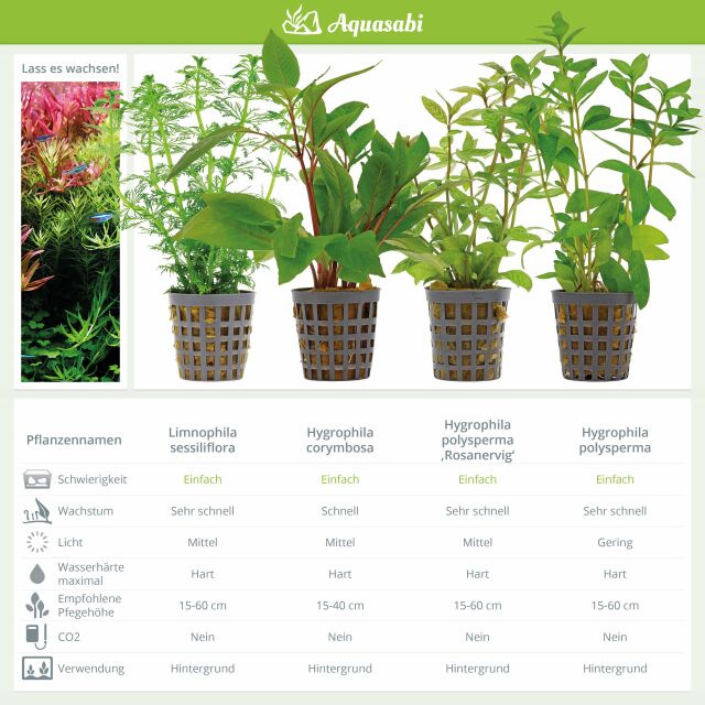 Aquarienpflanzen Set - 250 Liter - Gr&uuml;n - einfach - Nr. 07
