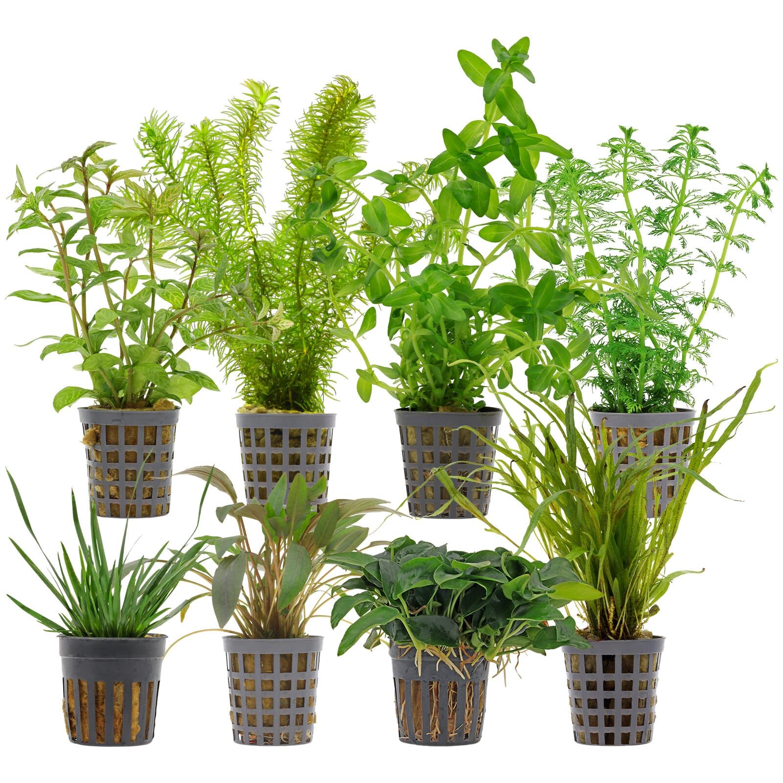 Aquarium Plant Set - 250 Liters - Green - Easy - No. 08