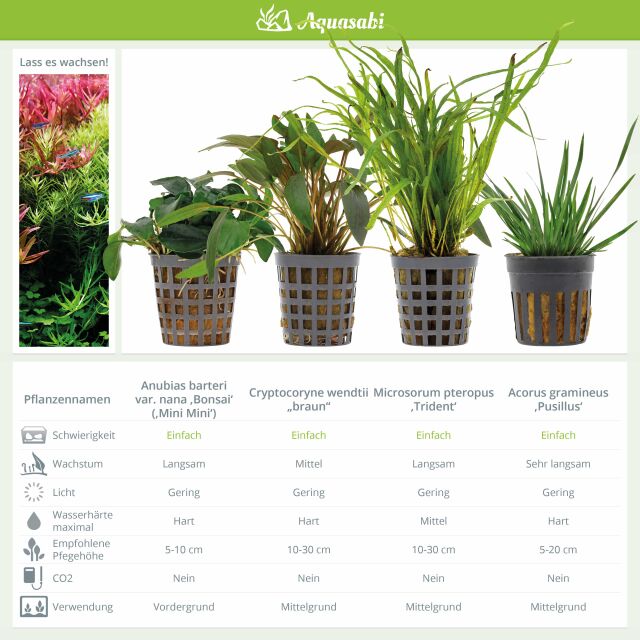 Aquarienpflanzen Set - 250 Liter - Gr&uuml;n - einfach - Nr. 08