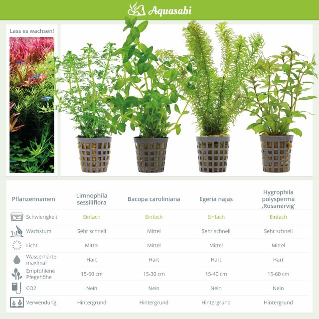 Aquarium Plant Set - 250 Liters - Green - Easy - No. 08