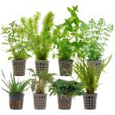 Aquarienpflanzen Set - 250 Liter - Grün - einfach -...
