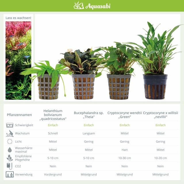 Aquarienpflanzen Set - 250 Liter - Farbig - einfach - Nr. 01