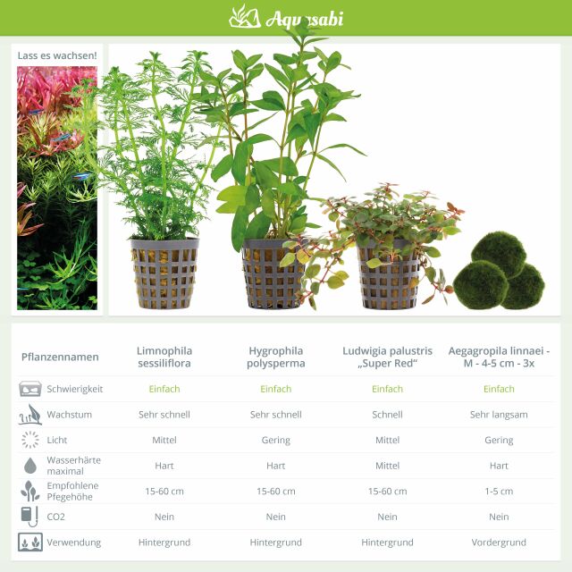 Aquarium Plant Set - 250 Liters - Colorful - Easy - No. 01