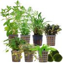 Aquarienpflanzen Set - 250 Liter - Farbig - einfach - Nr. 01