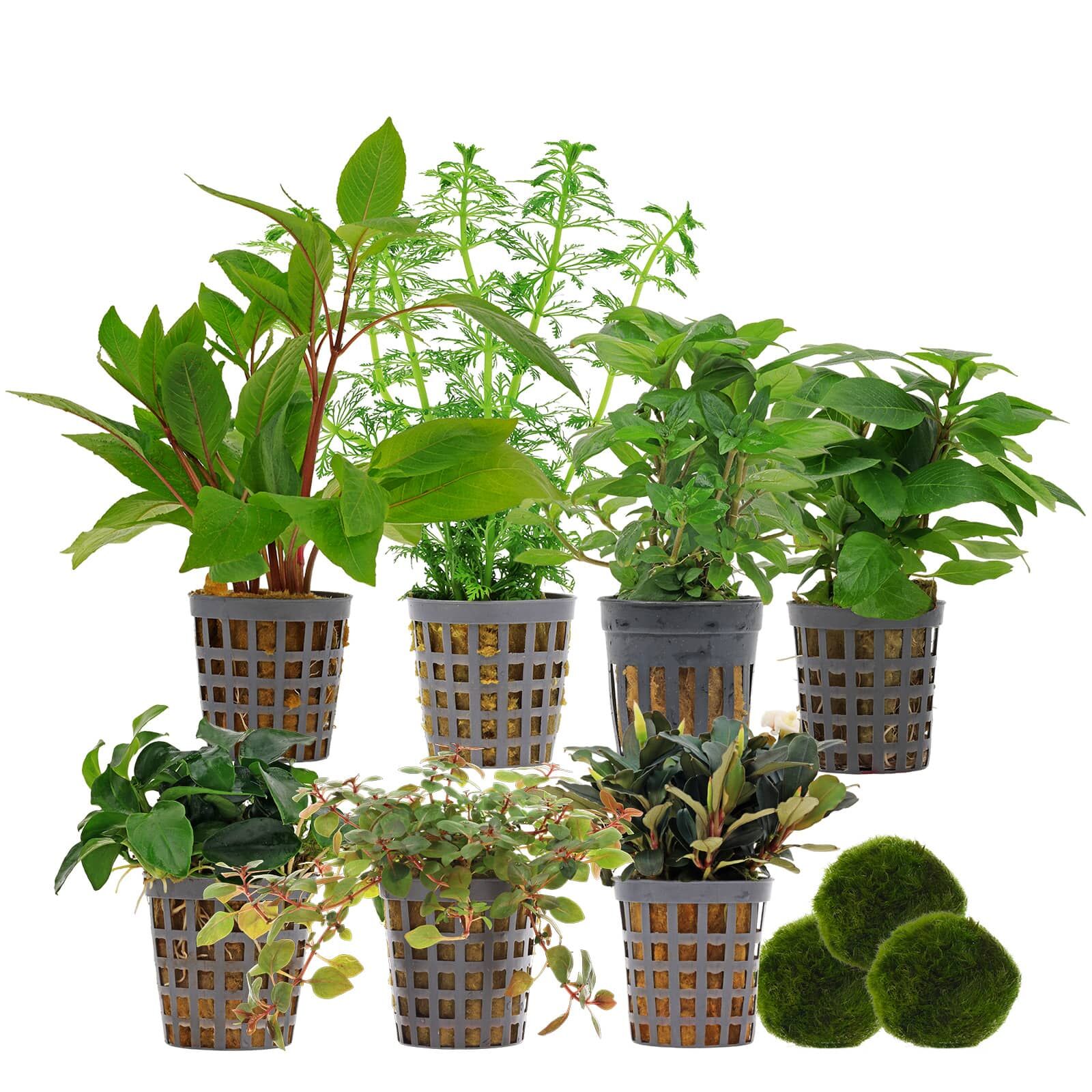 Aquarienpflanzen Set - 250 Liter - Farbig - einfach - Nr. 02