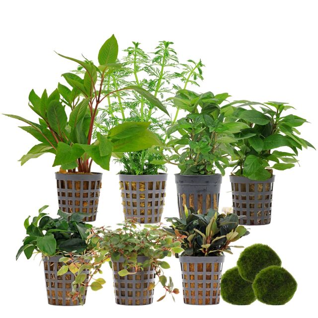 Aquarienpflanzen Set - 250 Liter - Farbig - einfach - Nr. 02