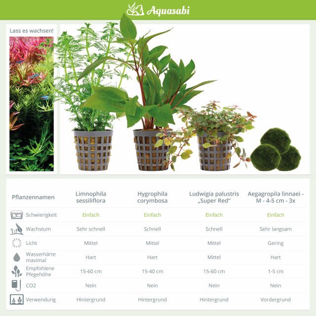 Aquarienpflanzen Set - 250 Liter - Farbig - einfach - Nr. 02