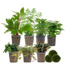 Aquarienpflanzen Set - 250 Liter - Farbig - einfach - Nr. 02