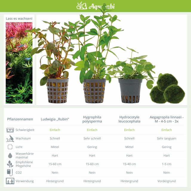 Aquarienpflanzen Set - 250 Liter - Farbig - einfach - Nr. 03