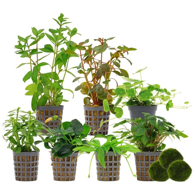 Aquarium Plant Set - 250 Liters - Colorful - Easy - No. 03