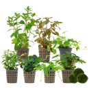 Aquarienpflanzen Set - 250 Liter - Farbig - einfach - Nr. 03