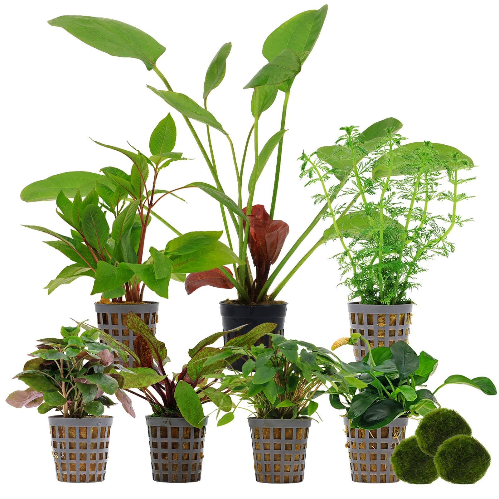 Aquarienpflanzen Set - 250 Liter - Farbig - einfach - Nr. 04