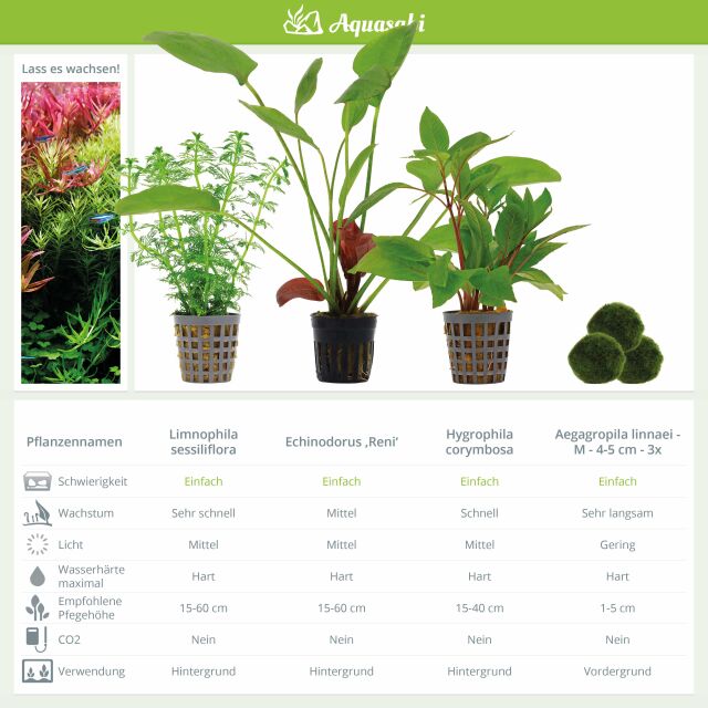 Aquarienpflanzen Set - 250 Liter - Farbig - einfach - Nr. 04