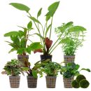 Aquarienpflanzen Set - 250 Liter - Farbig - einfach - Nr. 04