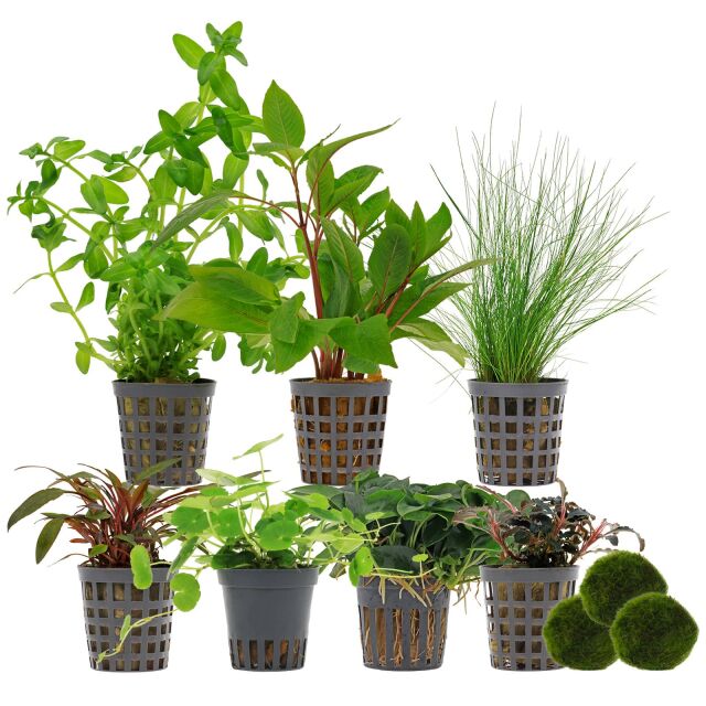 Aquarienpflanzen Set - 250 Liter - Farbig - einfach - Nr. 05