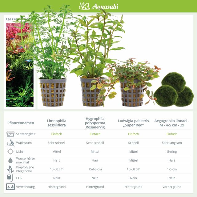 Aquarienpflanzen Set - 250 Liter - Farbig - einfach - Nr. 05