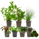 Aquarienpflanzen Set - 250 Liter - Farbig - einfach - Nr. 05
