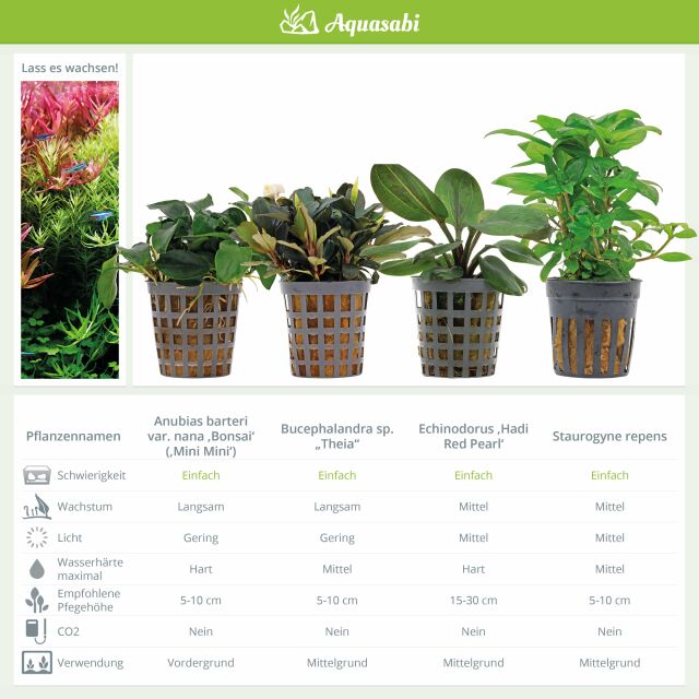 Aquarienpflanzen Set - 250 Liter - Farbig - einfach - Nr. 06