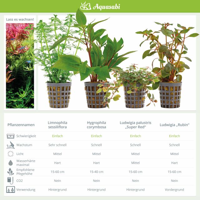 Aquarienpflanzen Set - 250 Liter - Farbig - einfach - Nr. 06