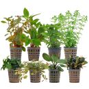 Aquarienpflanzen Set - 250 Liter - Farbig - einfach - Nr. 06