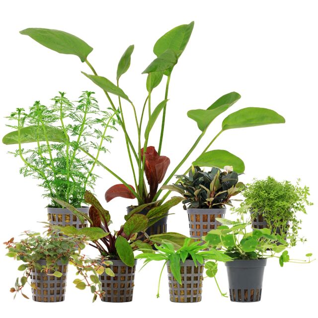 Aquarienpflanzen Set - 250 Liter - Farbig - einfach - Nr. 07