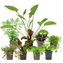 Aquarienpflanzen Set - 250 Liter - Farbig - einfach - Nr. 07