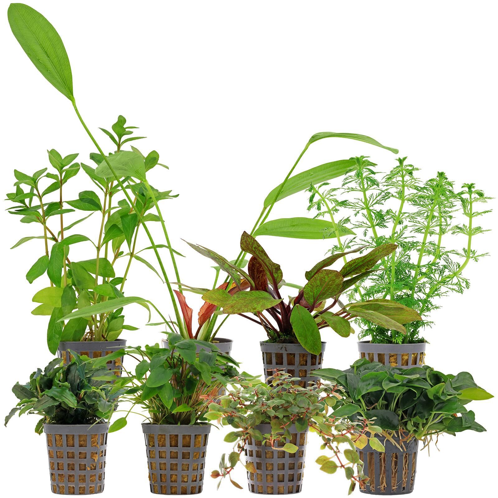 Aquarienpflanzen Set - 250 Liter - Farbig - einfach - Nr. 08