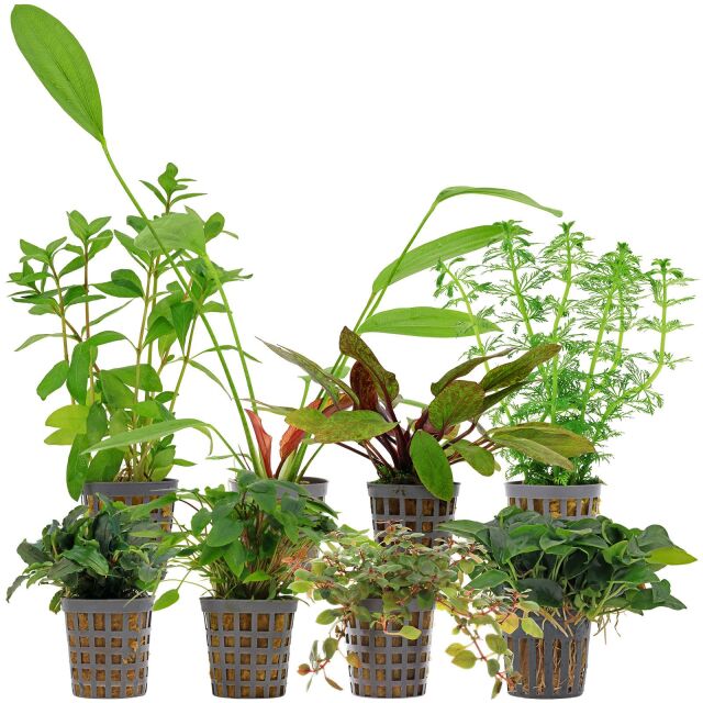 Aquarienpflanzen Set - 250 Liter - Farbig - einfach - Nr. 08