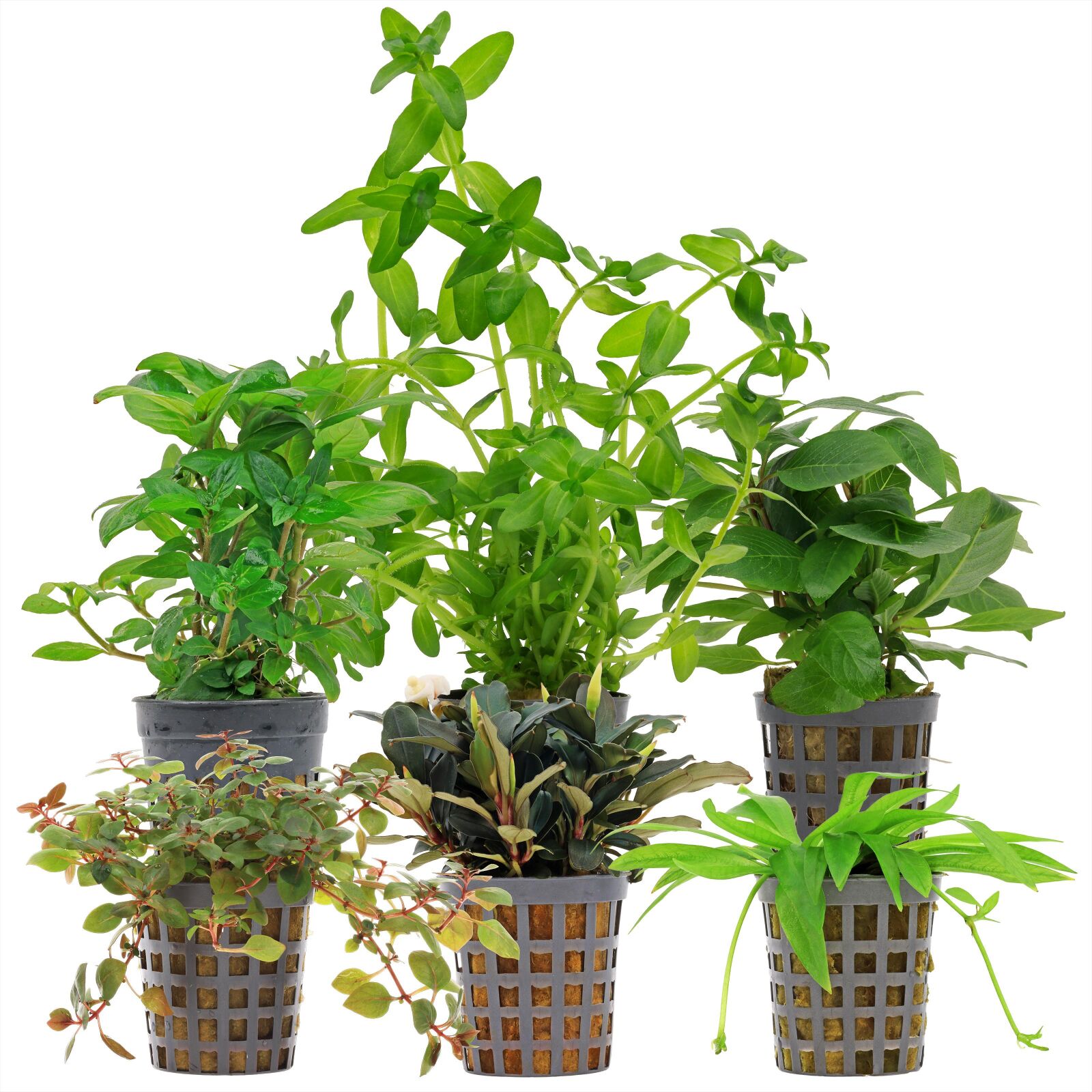 Aquarienpflanzen Set - 30 Liter - Farbig - einfach - Nr. 06