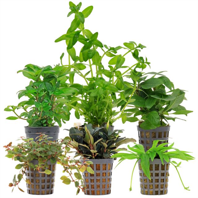 Aquarienpflanzen Set - 30 Liter - Farbig - einfach - Nr. 06