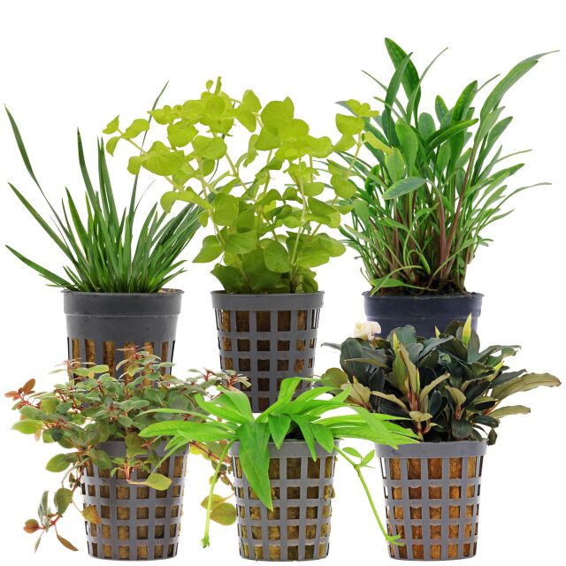 Aquarienpflanzen Set - 30 Liter - Farbig - einfach - Nr. 08