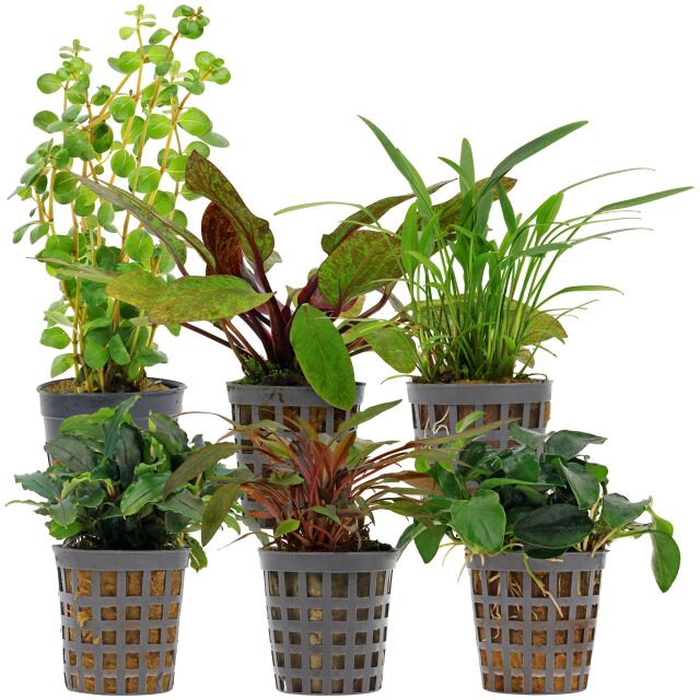 Aquarienpflanzen Set - 30 Liter - Farbig - einfach - Nr. 09