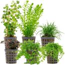 Aquarienpflanzen Set - 30 Liter - Grün - mittel -...