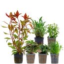 Aquarienpflanzen Set - 30 Liter - Grün - mittel -...