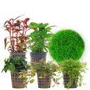 Aquarienpflanzen Set - 30 Liter - Farbig - mittel - Nr....