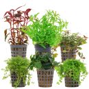 Aquarienpflanzen Set - 30 Liter - Farbig - mittel - Nr....