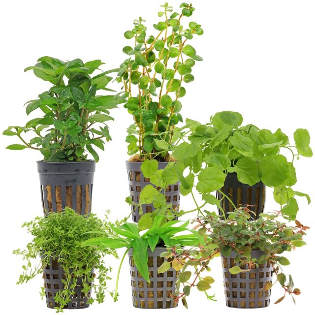 Aquarienpflanzen Set - 30 Liter - Algenkiller - Farbig - einfach - Nr. 03