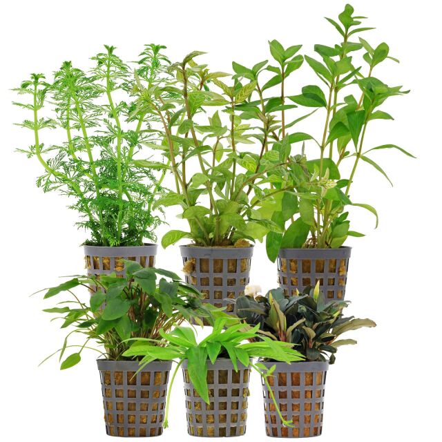 Aquarienpflanzen Set - 60 Liter - Gr&uuml;n - einfach - Nr. 09