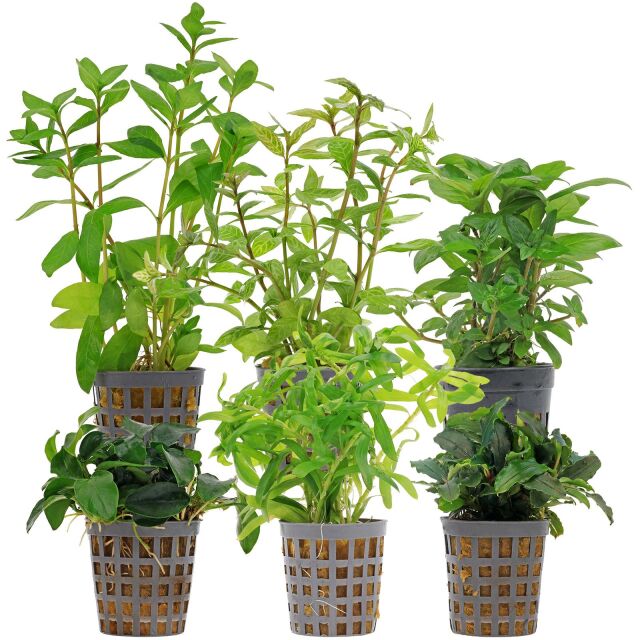 Aquarienpflanzen Set - 60 Liter - Gr&uuml;n - einfach - Nr. 10