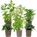 Aquarienpflanzen Set - 60 Liter - Grün - einfach -...