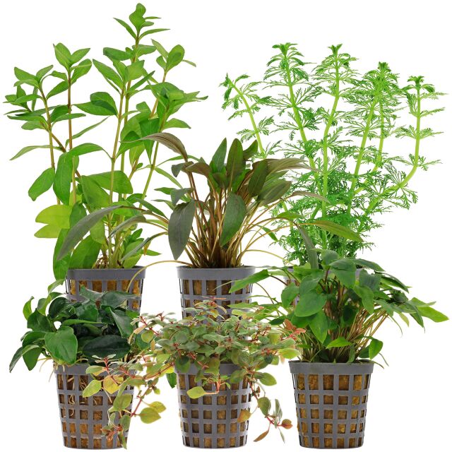 Aquarienpflanzen Set - 60 Liter - Farbig - einfach - Nr. 06