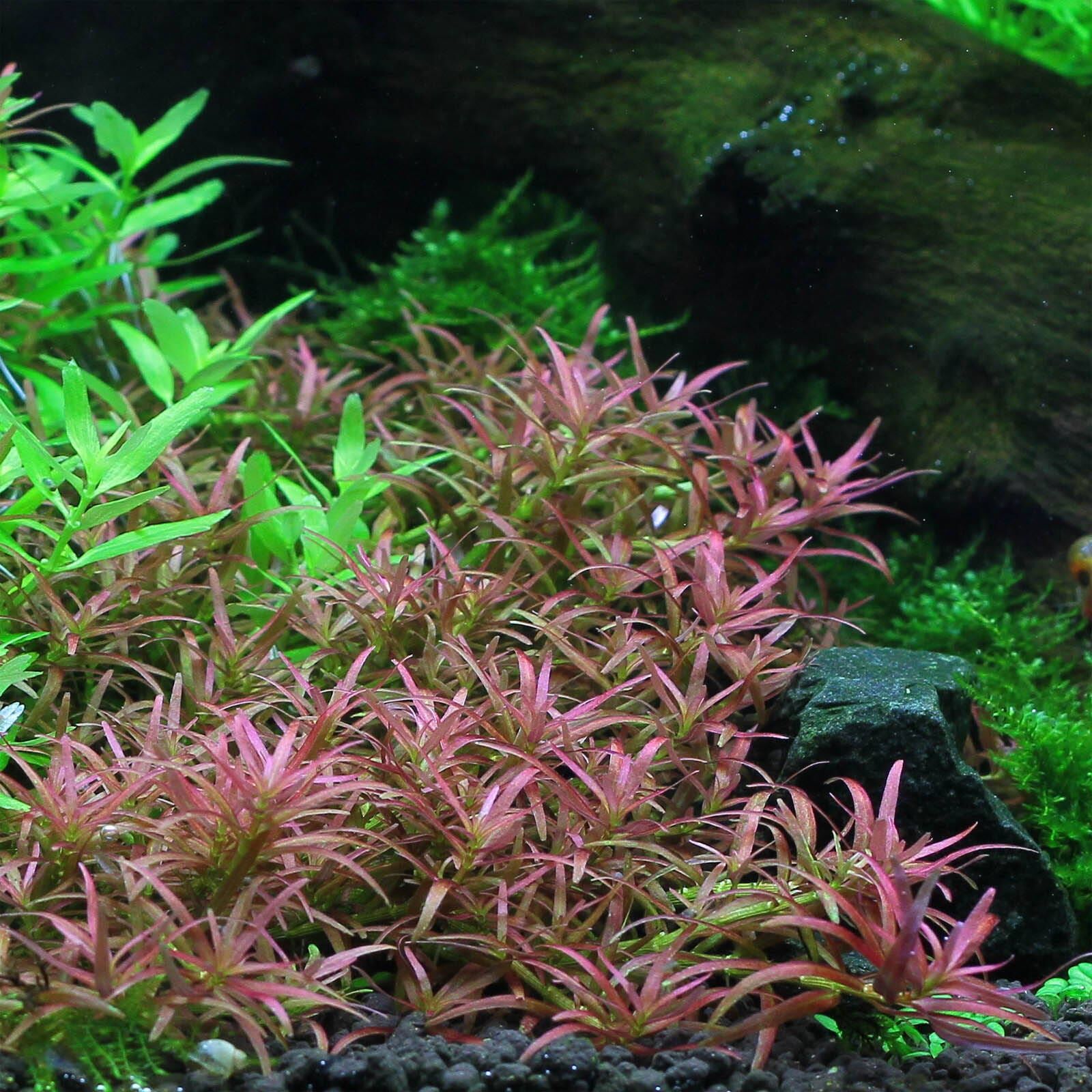Rotala mexicana "Goias"