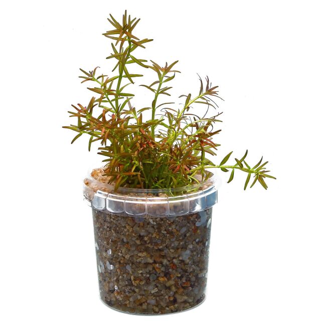 Rotala mexicana &quot;Goias&quot;